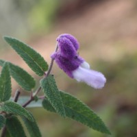 Salvia leucantha Cav.